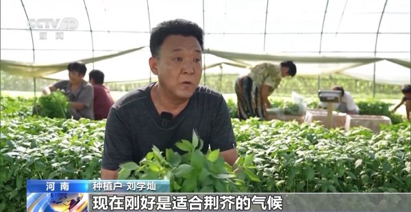 寰宇消暑好意思食大赏：荆芥、折耳根、酿菜……你pick哪一味？